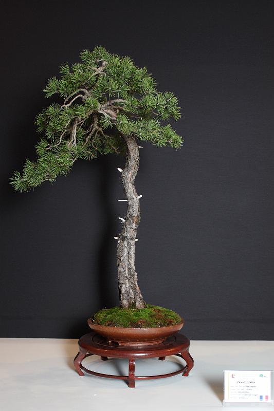 Bonsai, cay the, cay canh nghe thuat, cây cảnh nghệ thuật